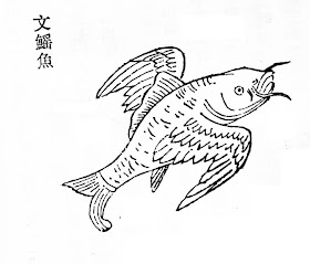 文鰩魚