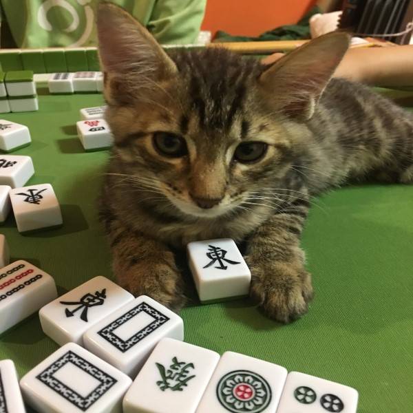 play948-博彩資訊-奴才打麻將貓咪硬要當「牌桌」　瞇眼：「摸我會胡！」 博彩資訊 第5张