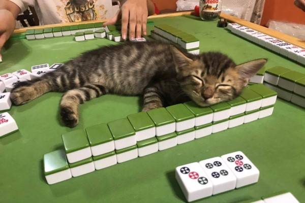 play948-博彩資訊-奴才打麻將貓咪硬要當「牌桌」　瞇眼：「摸我會胡！」 博彩資訊 第6张