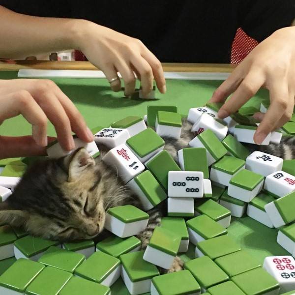 play948-博彩資訊-奴才打麻將貓咪硬要當「牌桌」　瞇眼：「摸我會胡！」 博彩資訊 第7张