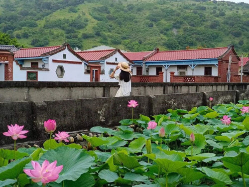 台中清水百年古厝尬荷花海1