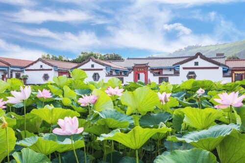 台中清水百年古厝尬荷花海2