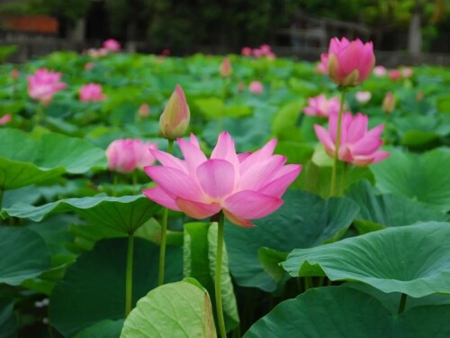 台中清水百年古厝尬荷花海4