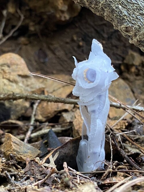 大雪山夢幻山中精靈「水晶蘭」　雨後晶瑩現身