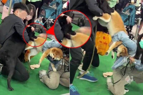 通博娛樂城 博彩資訊 台中寵物展 黑狗狠咬柴犬大腿20秒