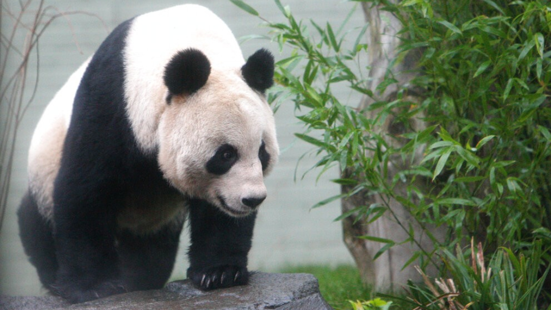 UBO8-国际新闻-英國唯一一對大貓熊12月初返回中國 博彩新闻 第4张